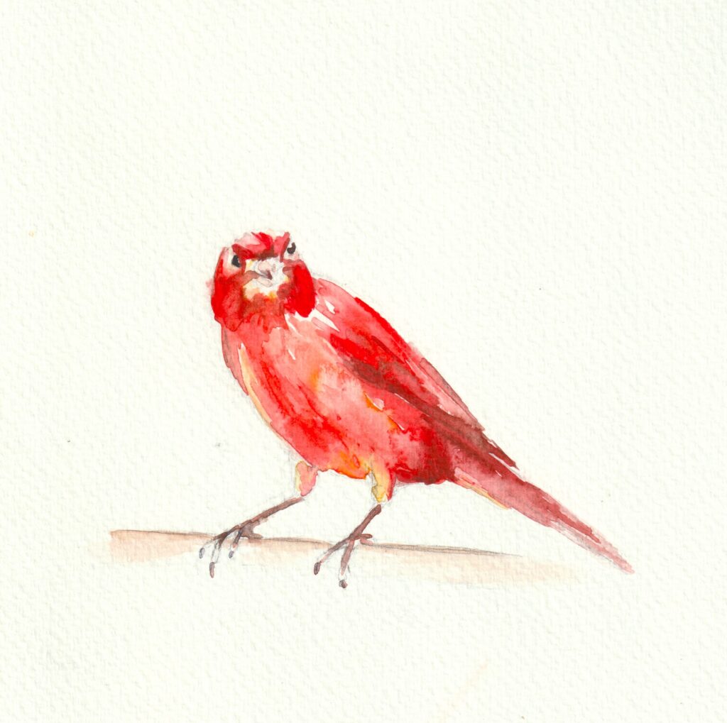 Oiseau Canari rouge
