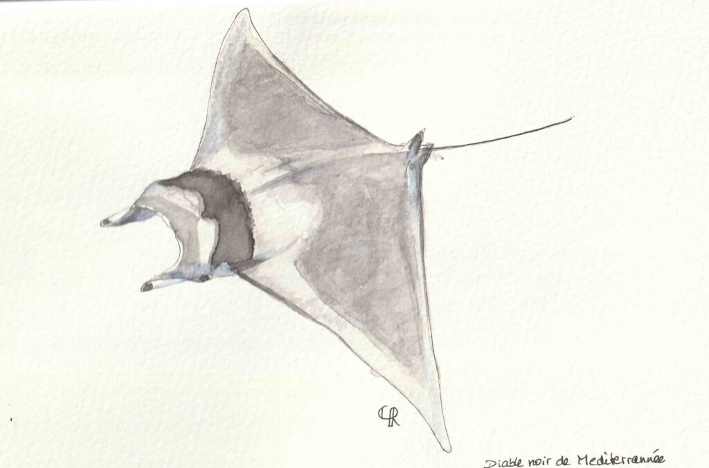 Aquarelle Diable noir de Méditerrannée