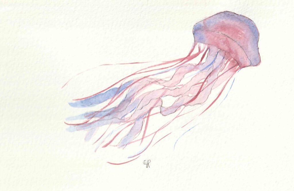 Aquarelle Méduse