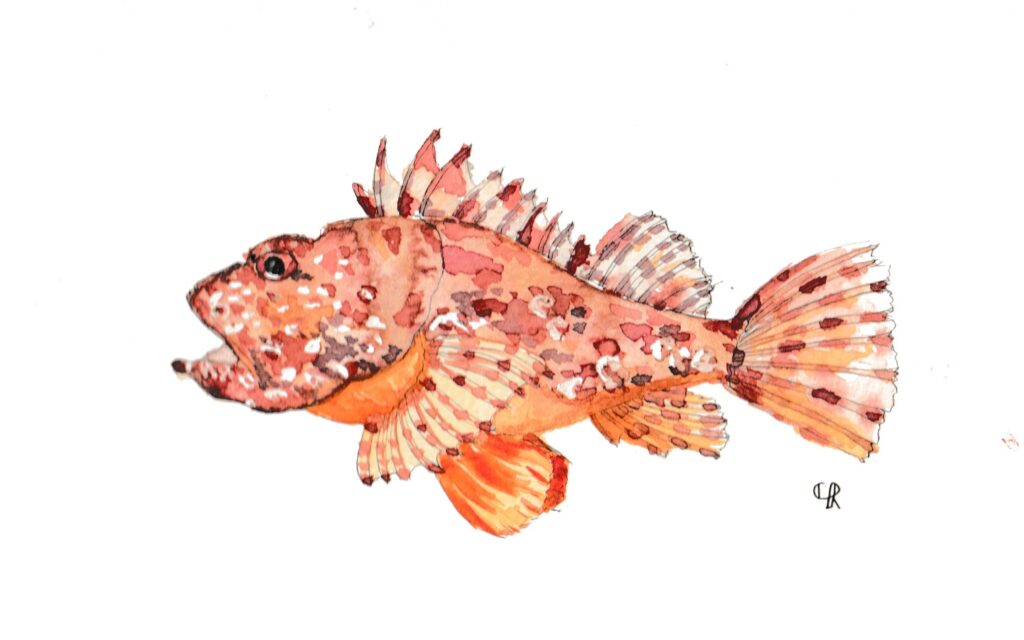 Aquarelle Rascasse