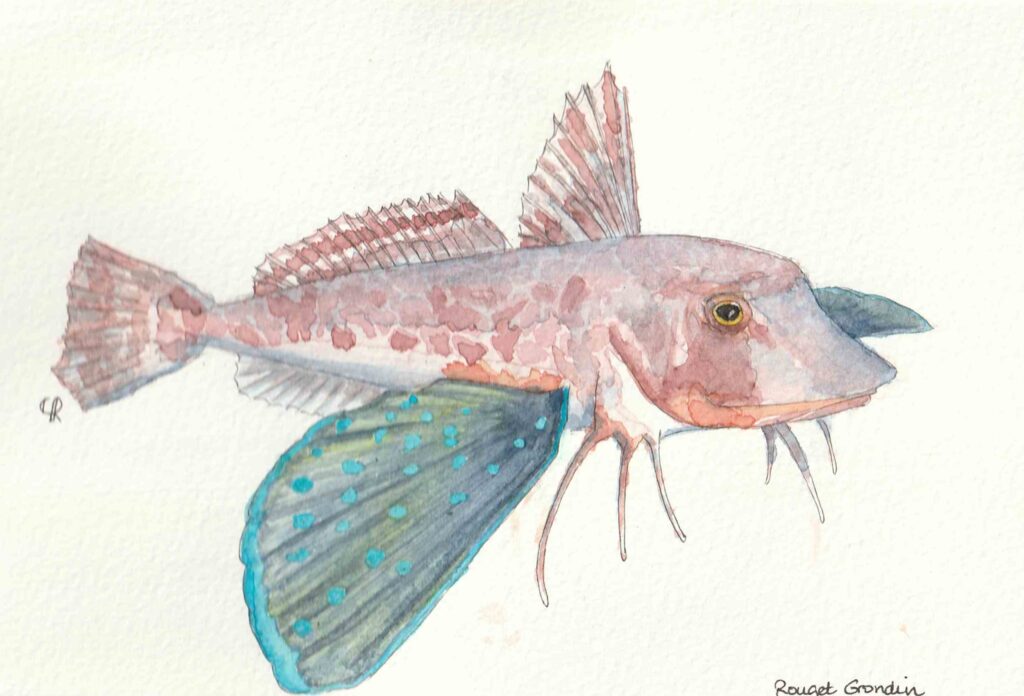 Aquarelle Rouget Grondin