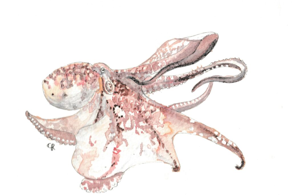 Aquarelle Poulpe