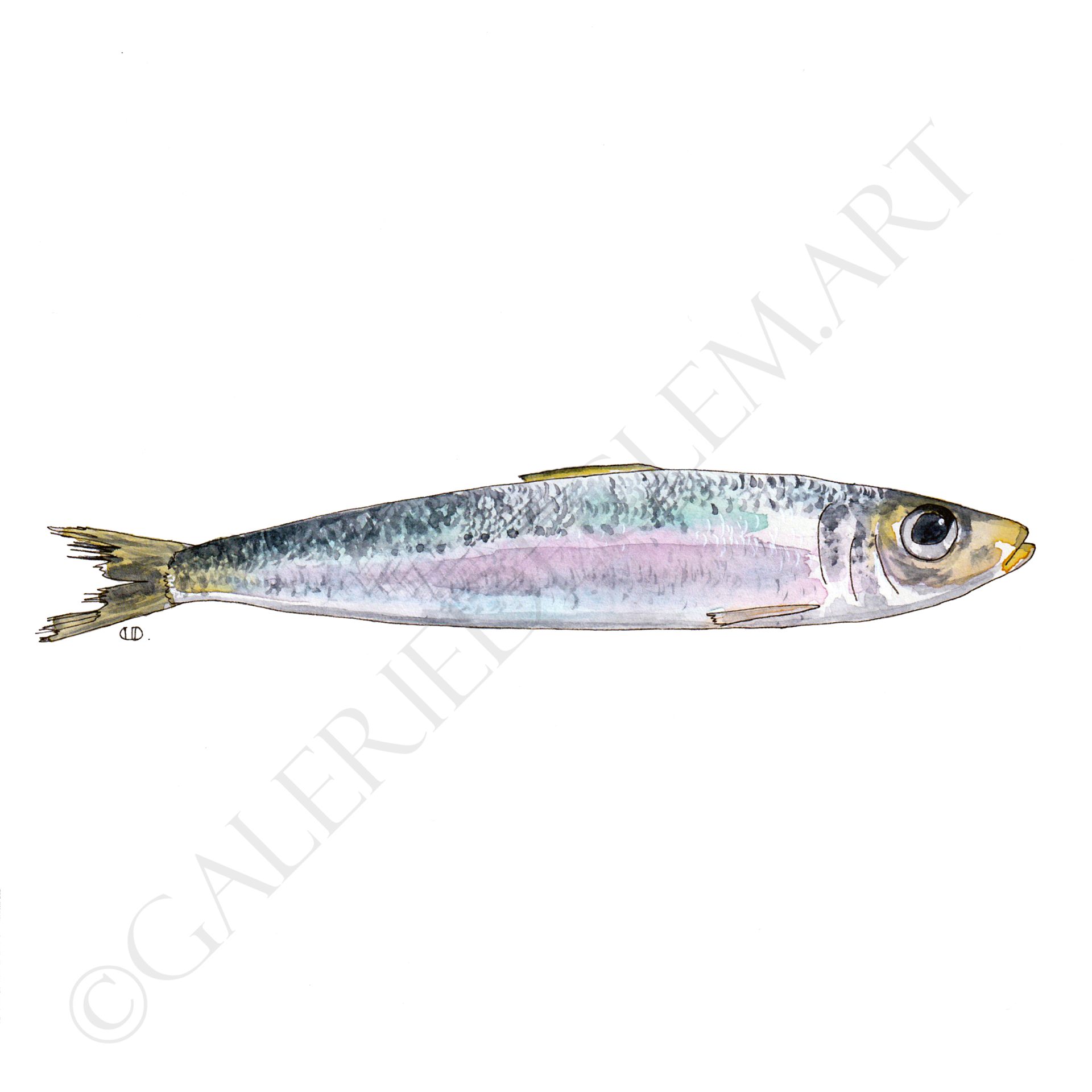 Sardine à l'aquarelle