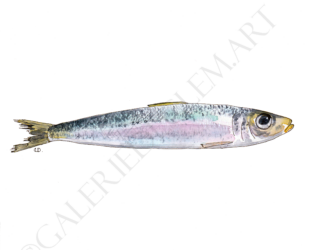 Sardine à l'aquarelle