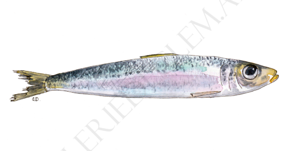 Sardine