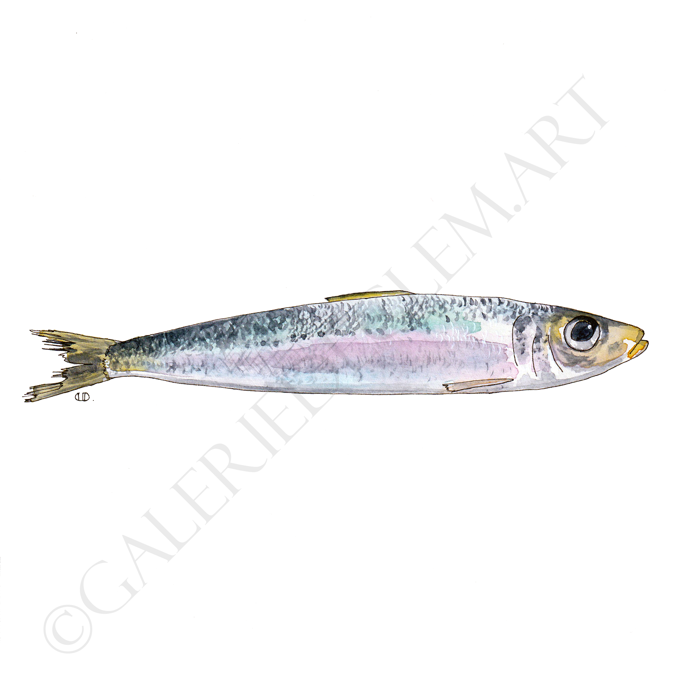Sardine